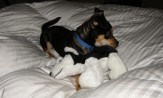 Don't tell I sleep with my toy husky!